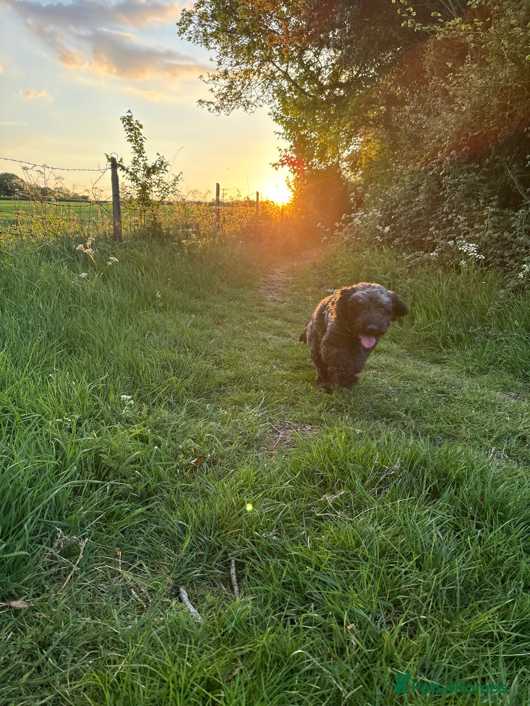 Cockapoo dogs for sale: Sweetheart four year old cockapoo for rehoming  - Image 3