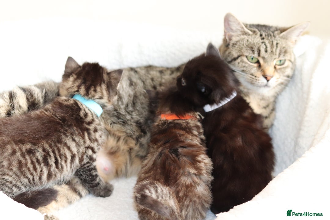 Mixed Breed cats for sale: Beautiful Kittens - Advert 13