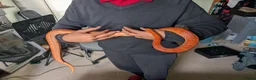 Corn Snake reptiles for sale: 1.5 year old female corn snake + viv for rehoming in London - Advert 7