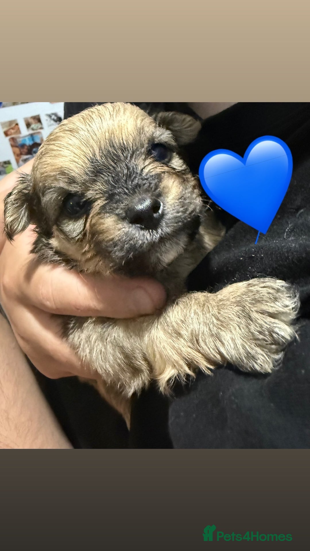 Mixed Breed dogs for sale: 🐾 Fluffy & Friendly! Teddy Bear puppies 🐾 - Image 4
