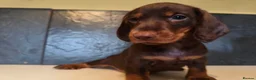 Dachshund dogs for sale: Standard dachshund puppies  - Advert 8
