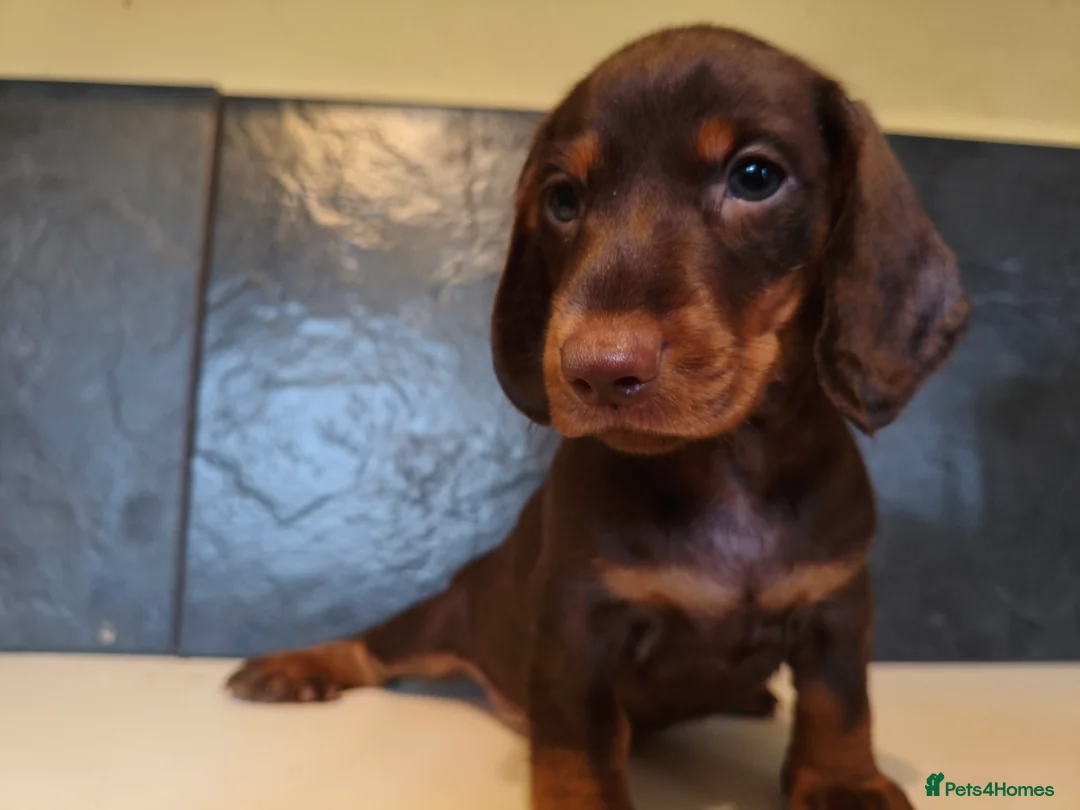 Dachshund dogs for sale: Standard dachshund puppies  - Advert 8