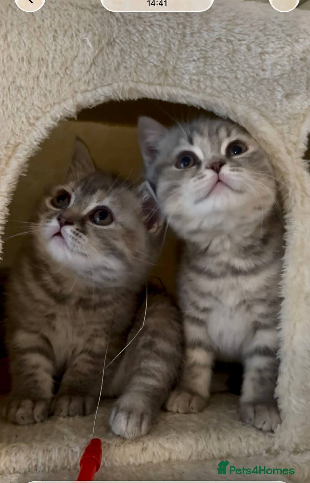 British Shorthair cats for sale: British Shorthair Kittens - Advert 12