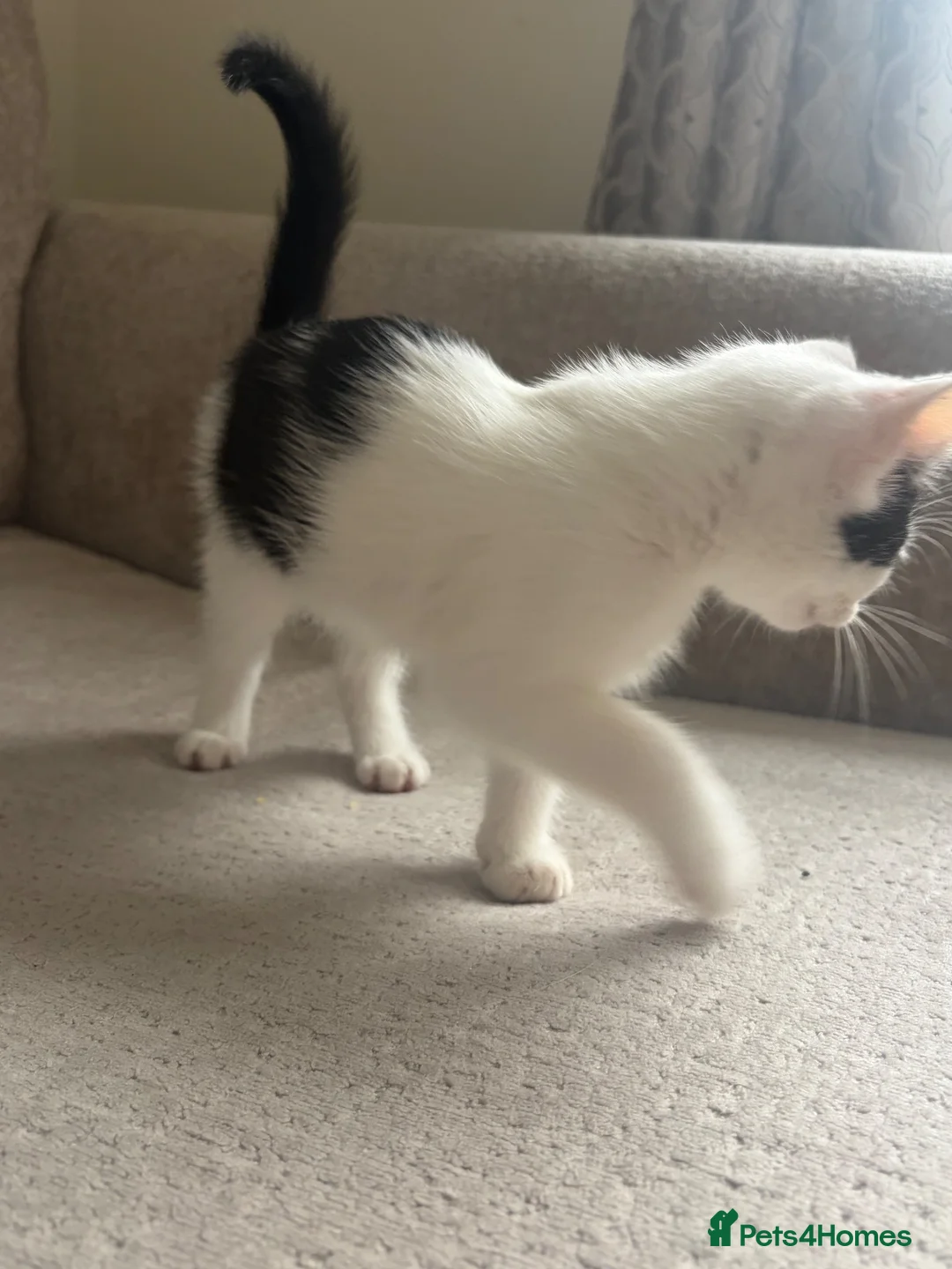 Mixed Breed cats for sale: 6 beautiful kittens ready for their forever home  - Advert 19