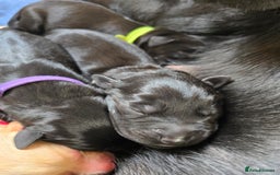 Labrador Retriever dogs for sale: KC Registered 9 Black & 1 Yellow Labrador Puppies - Image 4
