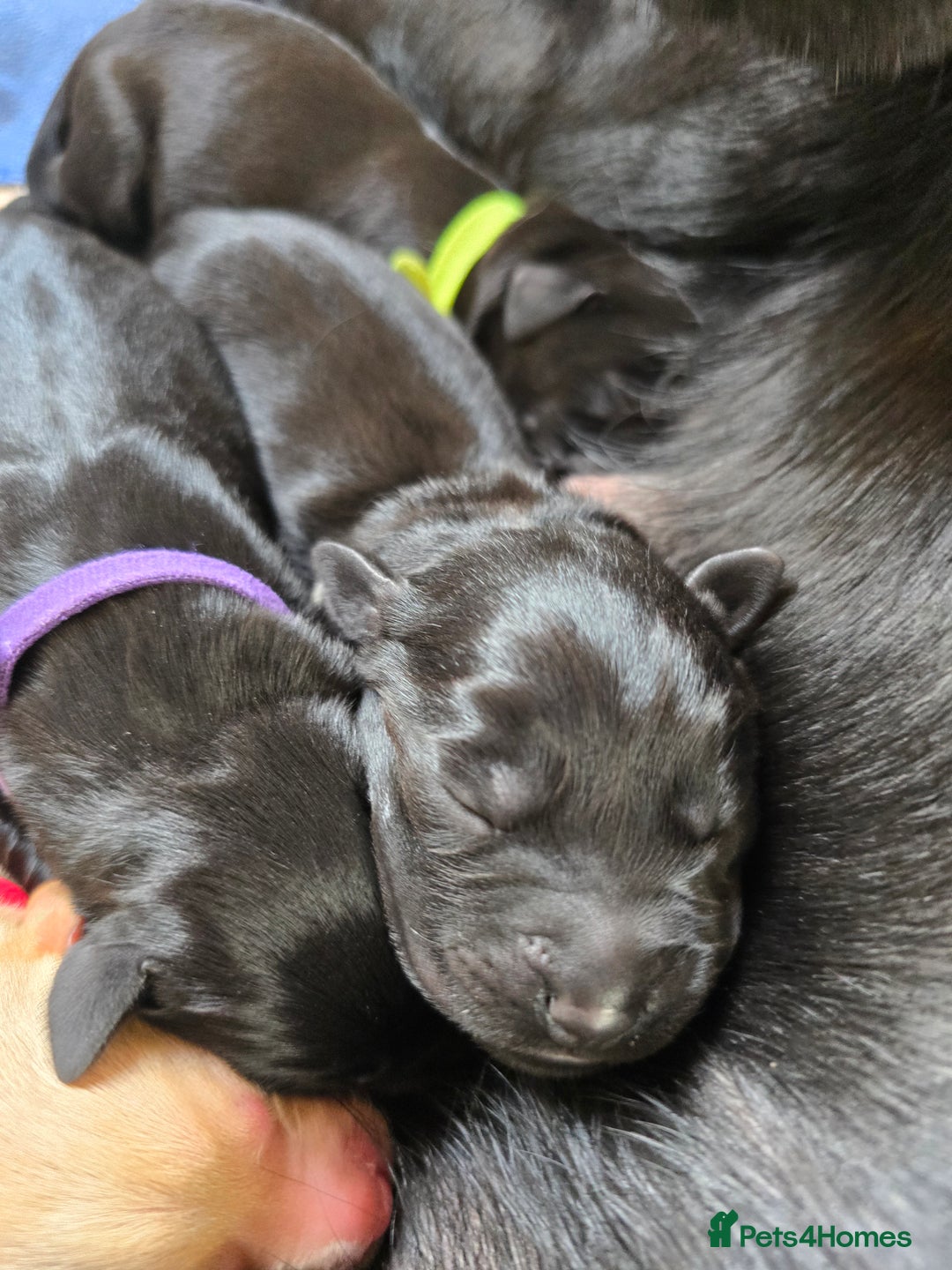 Labrador Retriever dogs for sale: KC Registered 9 Black & 1 Yellow Labrador Puppies - Image 4