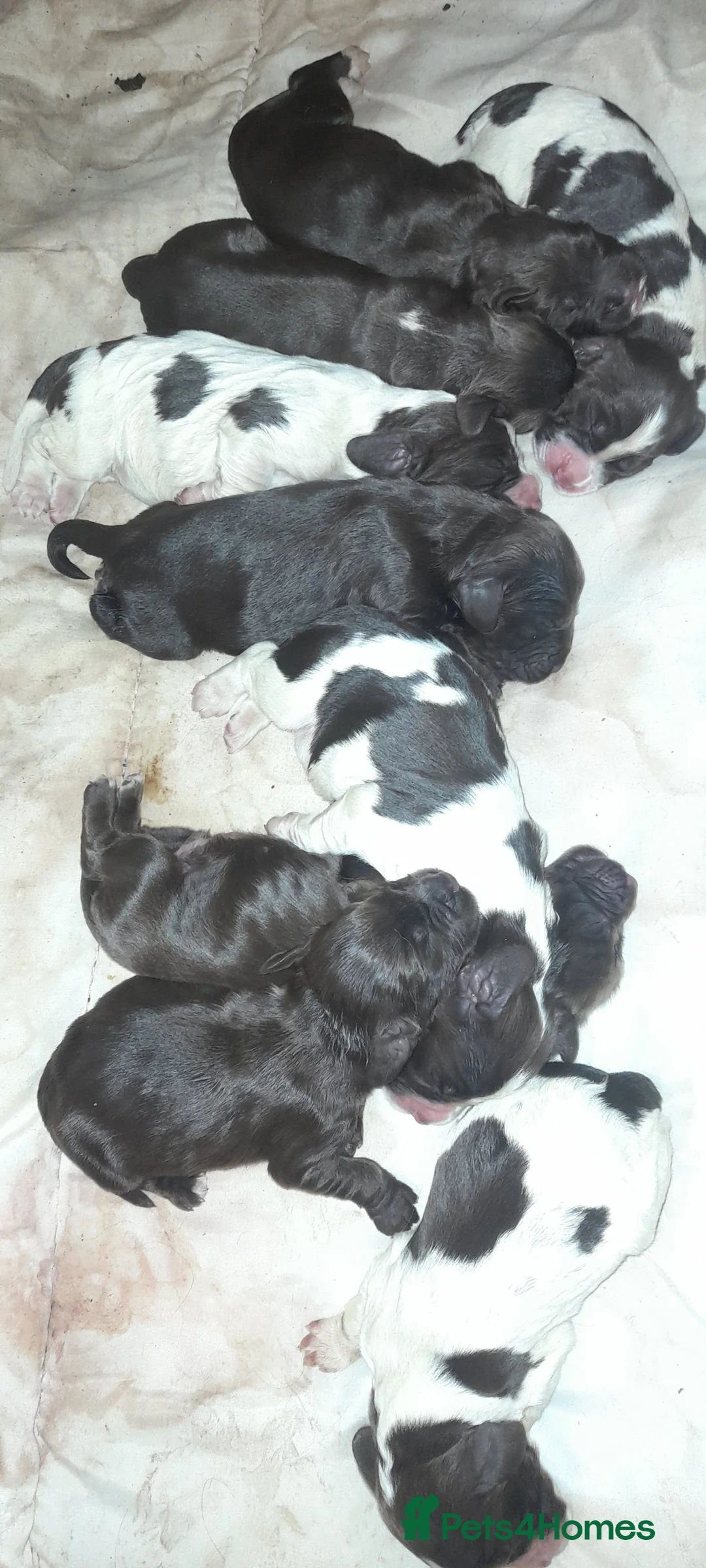 Sprocker dogs for sale: Beautiful Sprocker Litter - Advert 2