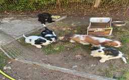 Cavapoo dogs for sale: Super healthy Cavapoo boys.Ready now - Image 7