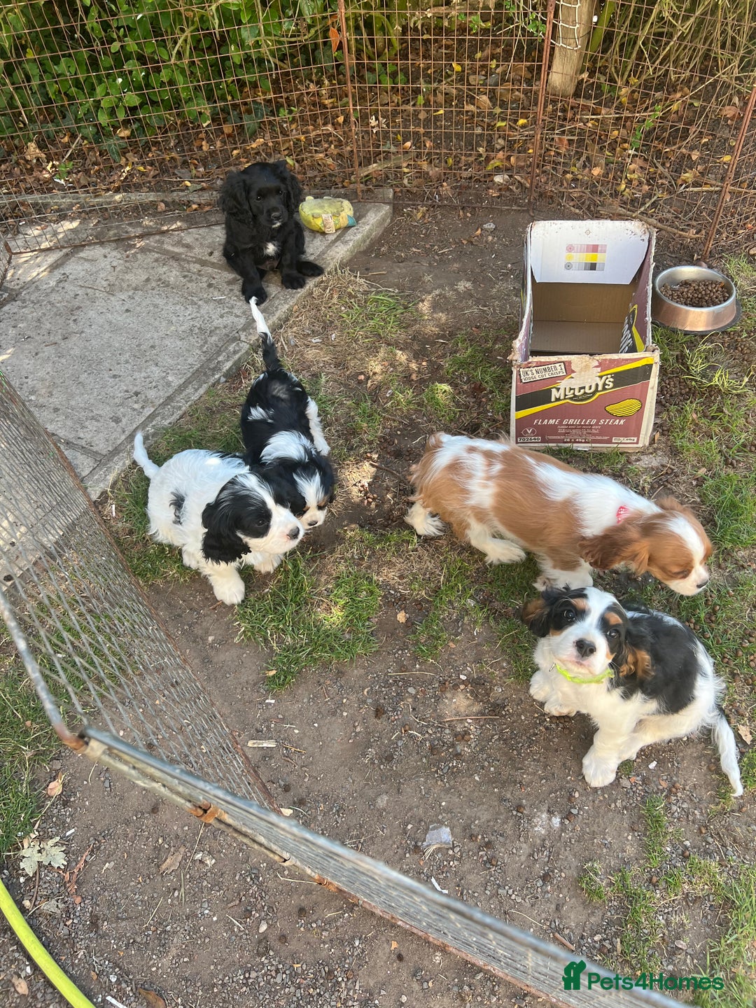 Cavapoo dogs for sale: Super healthy Cavapoo boys.Ready now - Image 7