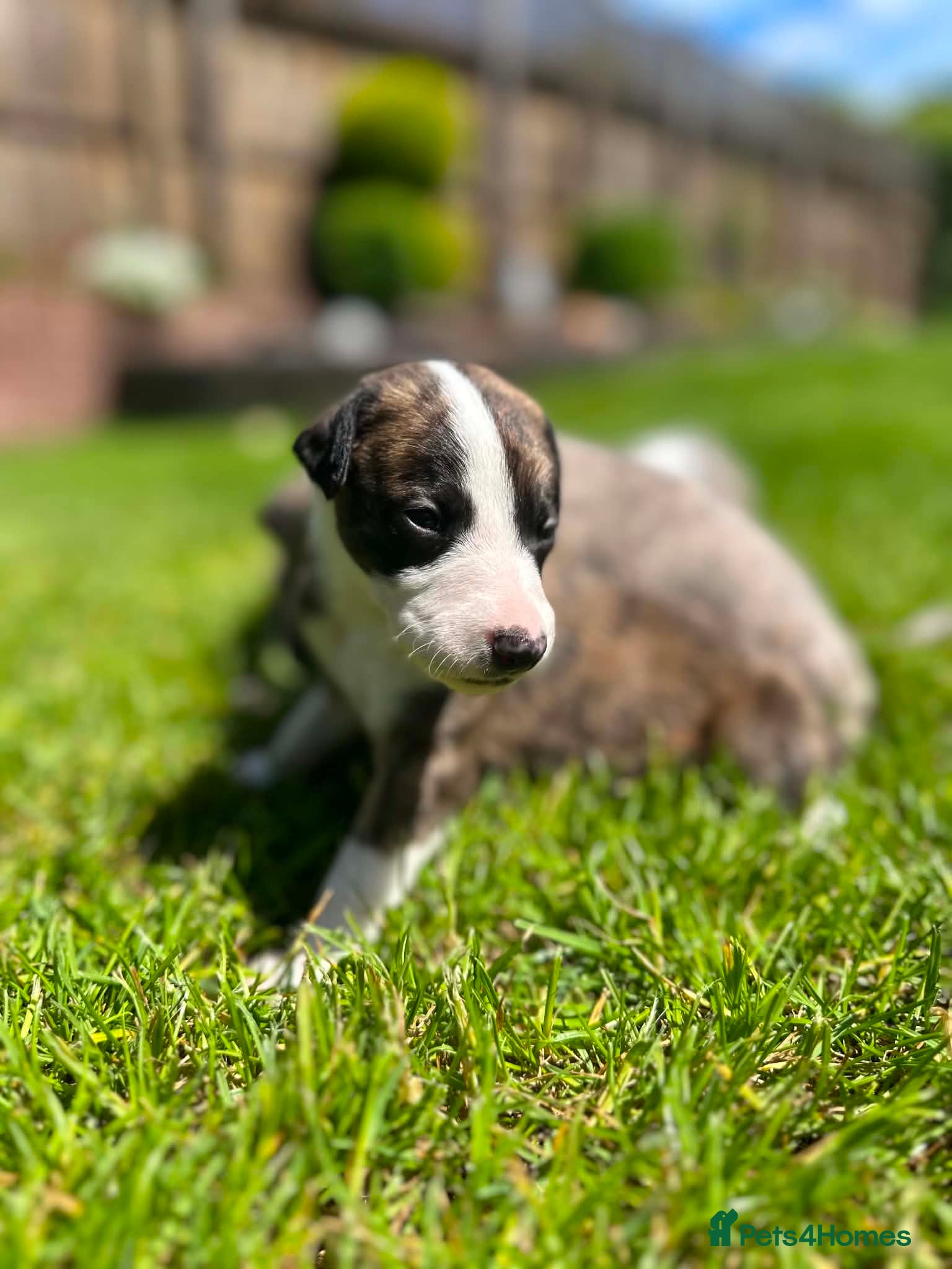 Whippet dogs STUNNING RED BRINDLE BOY & 2 BRINDLE PARTI-COLOURS - Advert 1