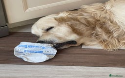 Goldendoodle dogs for sale: Stunning Goldendoodle puppies - Image 29