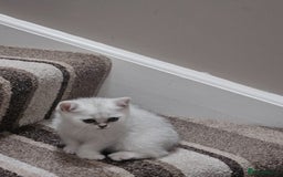 British Shorthair cats for sale: 4 British Short-hair kittens ready for new home💓 - Image 14