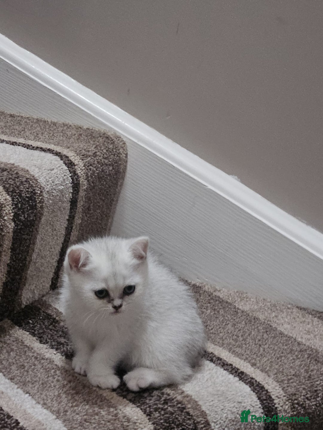 British Shorthair cats for sale: 4 British Short-hair kittens ready for new home💓 - Image 14