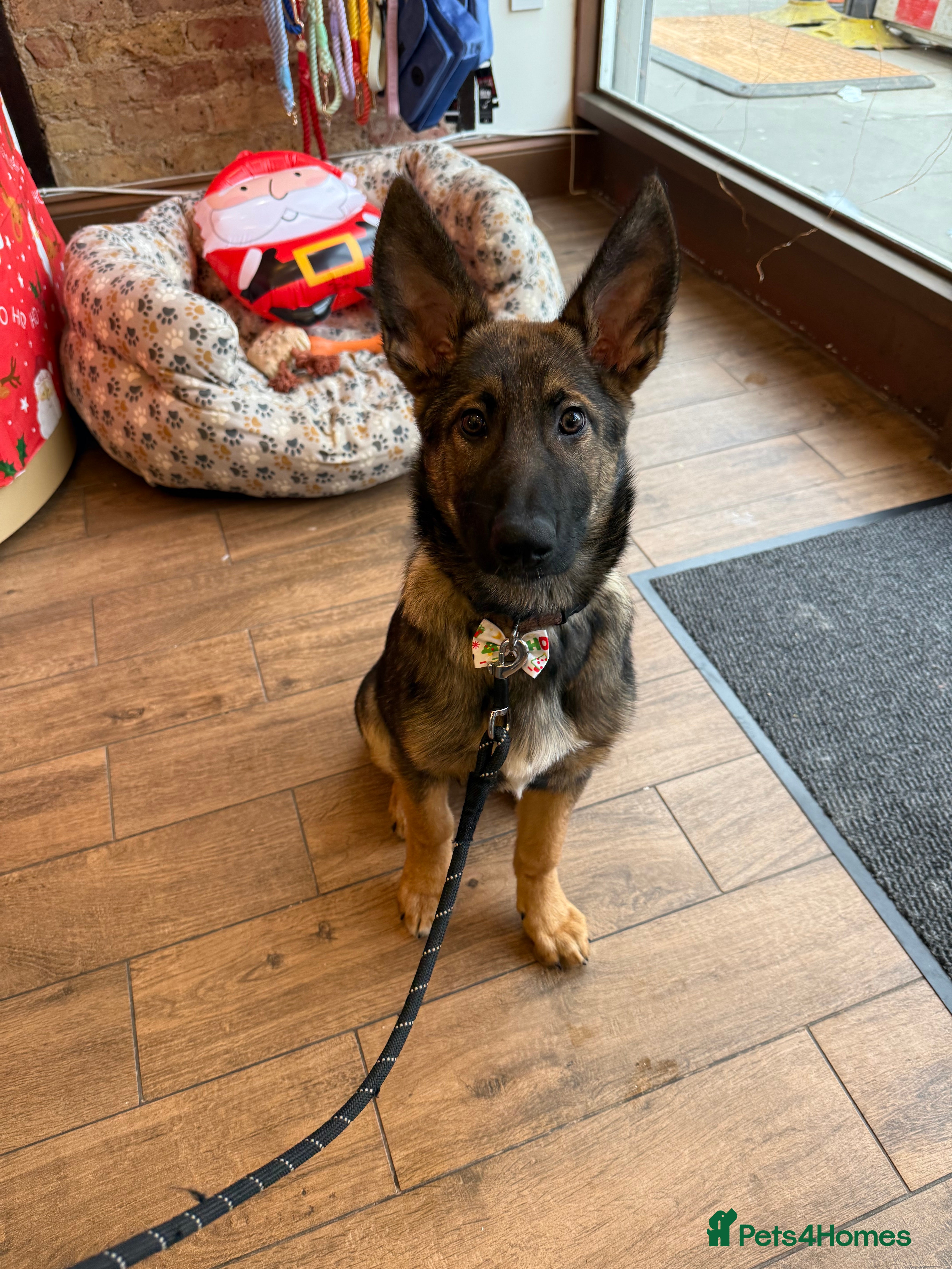 Belgian Shepherd Dog dogs 12 week old Belgian Malinois puppy - London - Advert 1