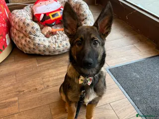 Belgian Shepherd Dog dogs Belgian Malinois puppy - London - Advert 20