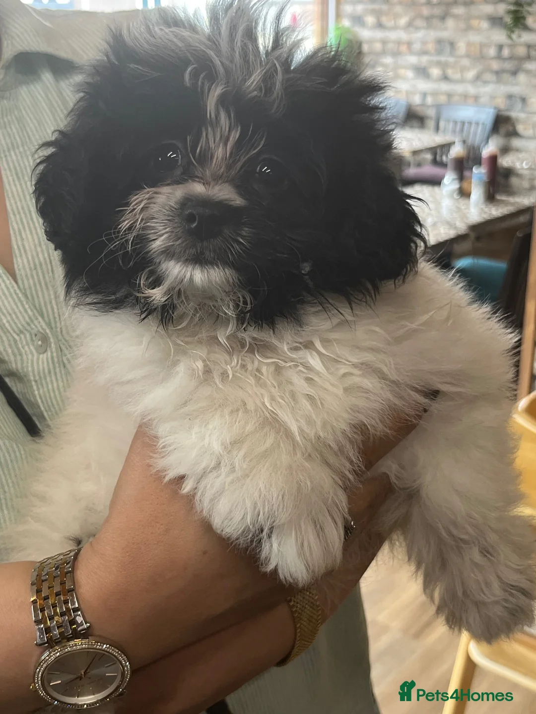 Mixed Breed dogs for sale: Miniature Pomapoo in Leeds - Advert 1