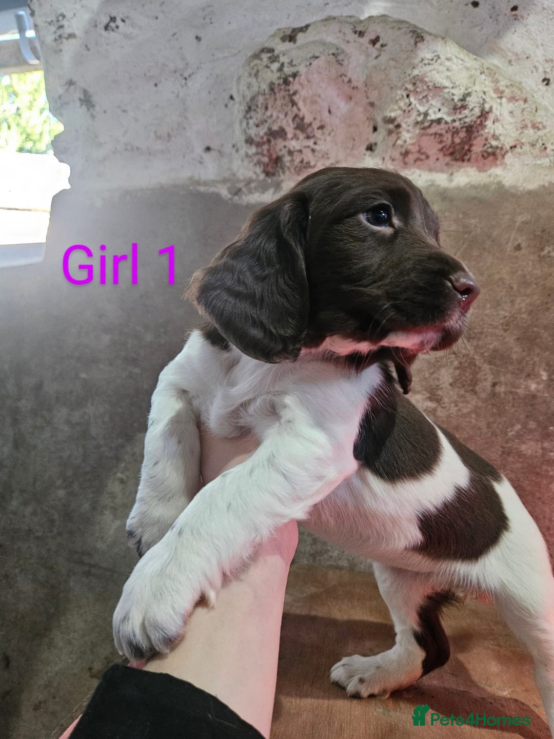 English Springer Spaniel dogs for sale: KC Registered Springer Spaniel Puppies  - Advert 19