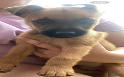 Mixed Breed dogs for sale: Freddie  - Image 2