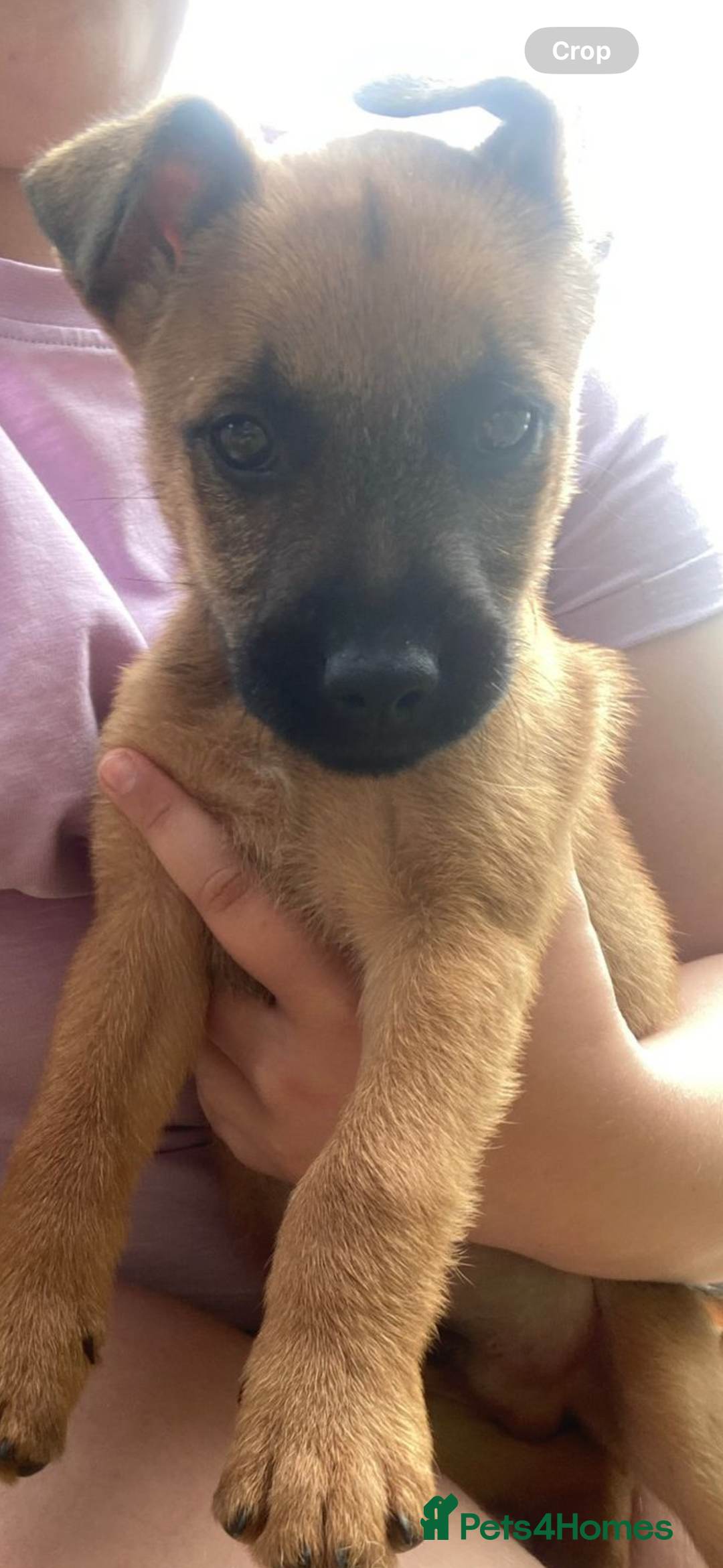 Mixed Breed dogs for sale: Freddie  - Image 2