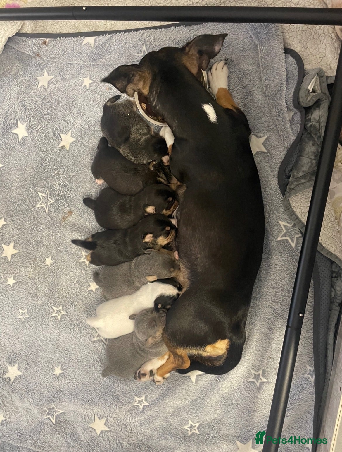 Jack Russell dogs 🐾Jack Russell Puppies🐾 - Advert 1