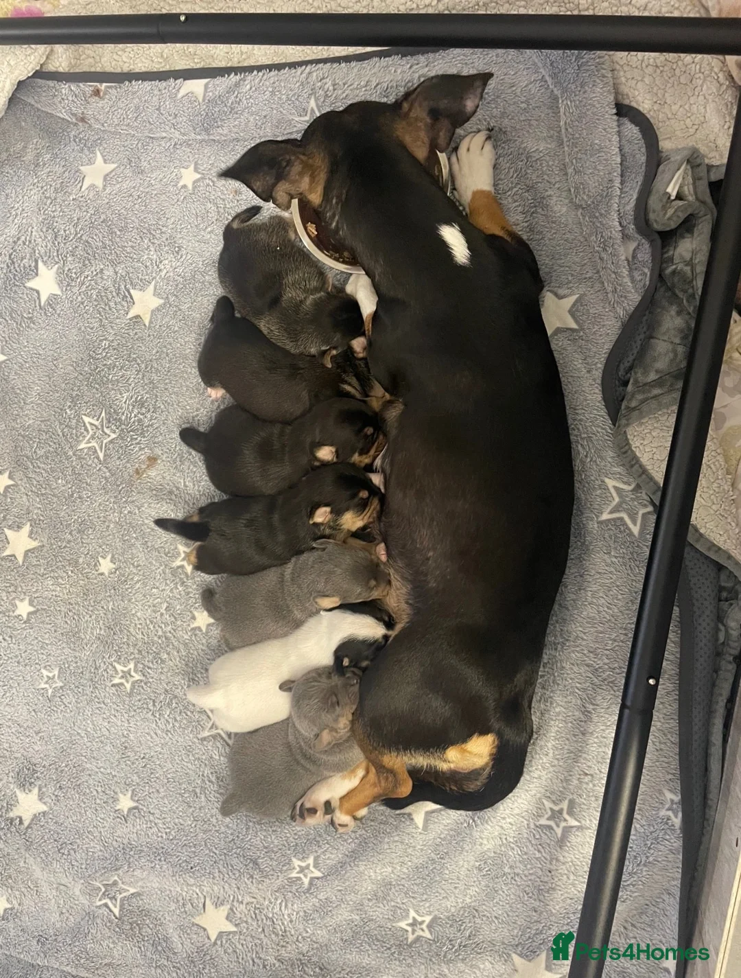 Jack Russell dogs for sale: 🐾Jack Russell Puppies🐾 - Advert 1