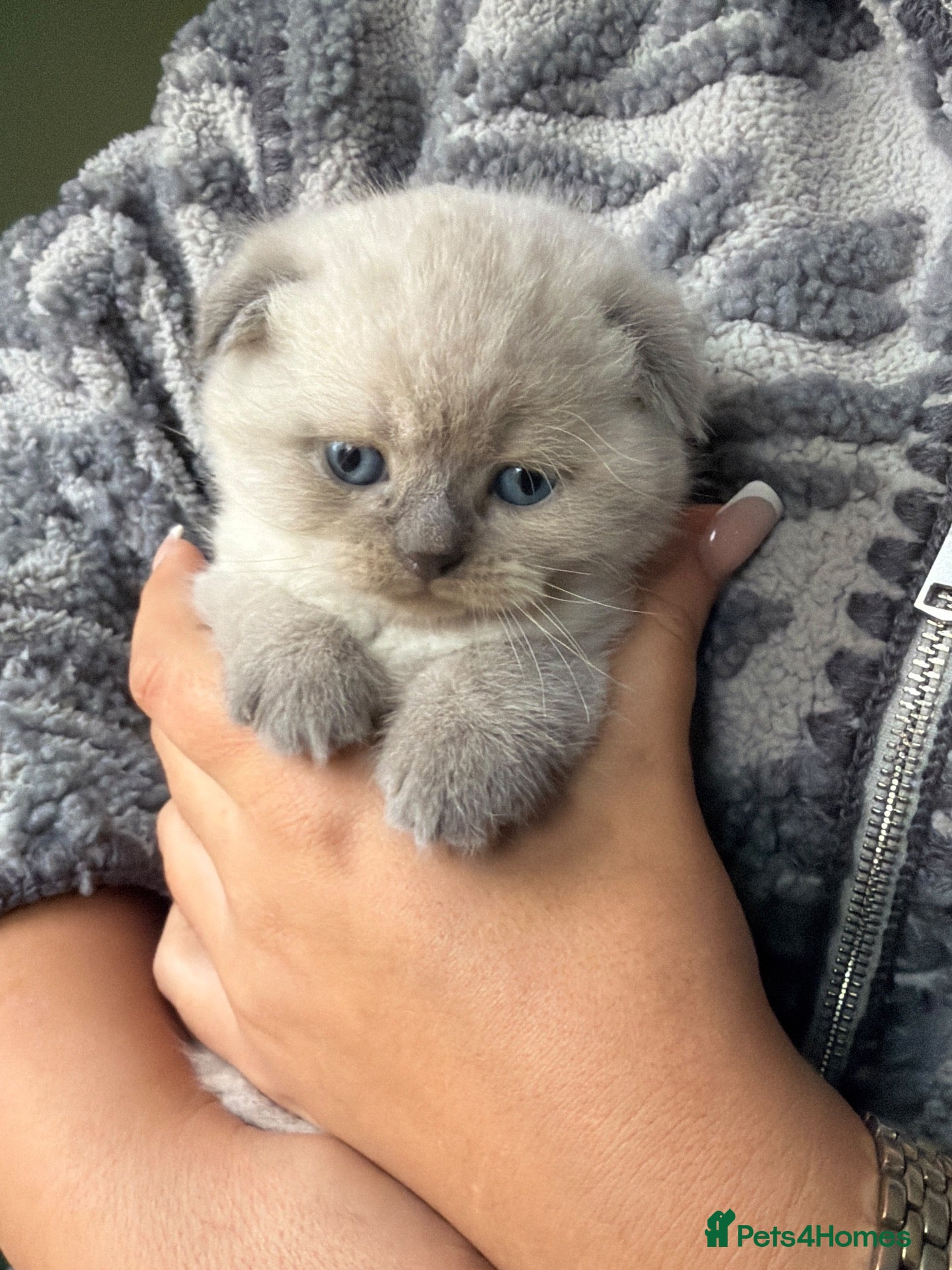 Scottish Fold cats for sale: RARE COLOURS SCOTTISH FOLD KITTENS!  - Advert 10