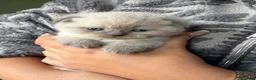 Scottish Fold cats for sale: RARE COLOURS SCOTTISH FOLD KITTENS!  - Advert 2