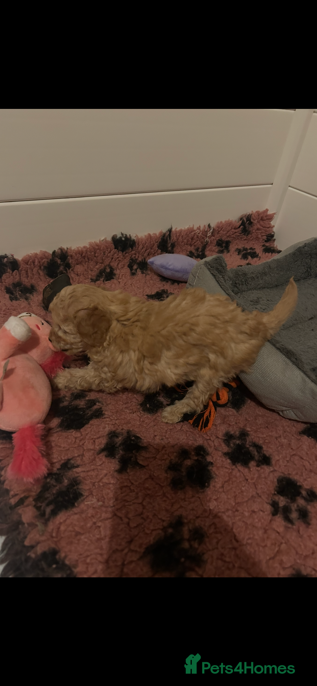 Toy Poodle dogs for sale: kc toy poodles by fully health tested parents - Advert 11