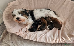 Yorkshire Terrier dogs for sale: 🩵 DNA Tested parents 🩵 Black and Tan Yorkie boy - Image 6