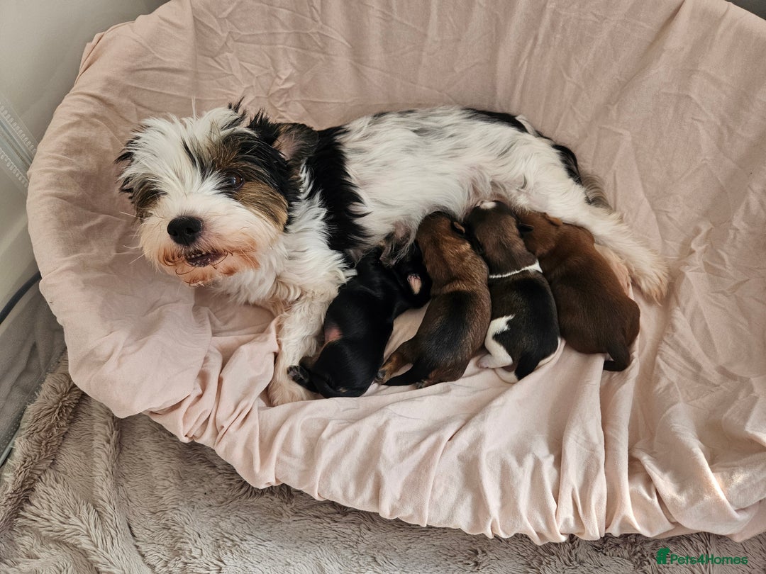 Yorkshire Terrier dogs for sale: 🩵 DNA Tested parents 🩵 Black and Tan Yorkie boy - Image 6