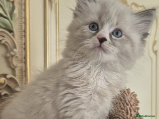 Siberian cats Siberian kittens - Advert 1