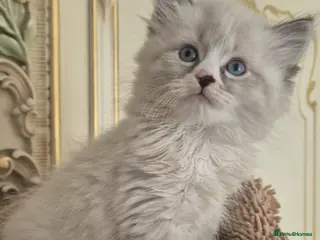 Siberian cats Siberian kittens - Advert 2