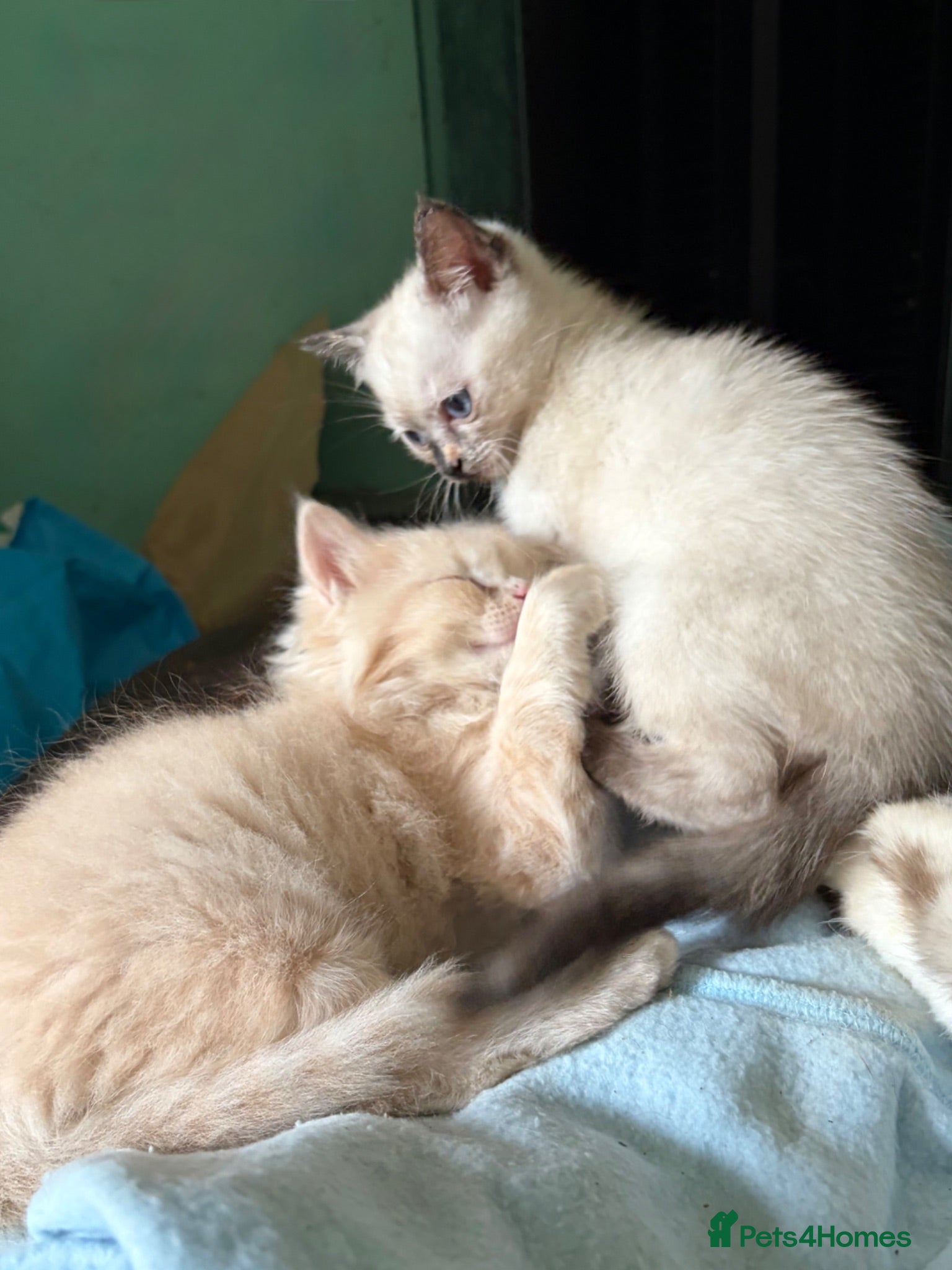 Mixed Breed cats 2 Gorgeous Ragdoll X Kittens, READY NOW! - Advert 14