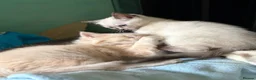 Mixed Breed cats for sale: 2 Gorgeous Ragdoll X Kittens, READY NOW! - Advert 3