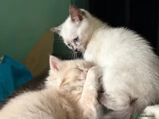 Mixed Breed cats 2 Gorgeous Ragdoll X Kittens, READY NOW! - Advert 14