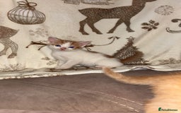 Mixed Breed cats for sale: Calico cross tabby  - Image 4