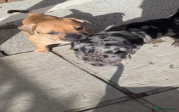 Mixed Breed dogs for sale: Beautiful pups with stunning markings  - Image 37