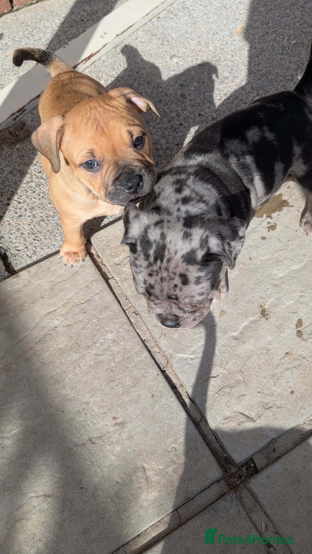 Mixed Breed dogs for sale: Beautiful pups with stunning markings  - Image 37