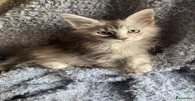 Maine Coon cats - Advert 6