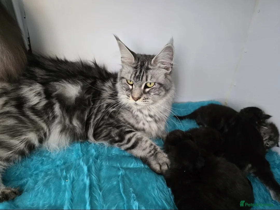 Maine Coon cats for sale: TWO LOVELY MAINE COON GIRLS ONLY SOLD AS A PAIR. - Advert 8