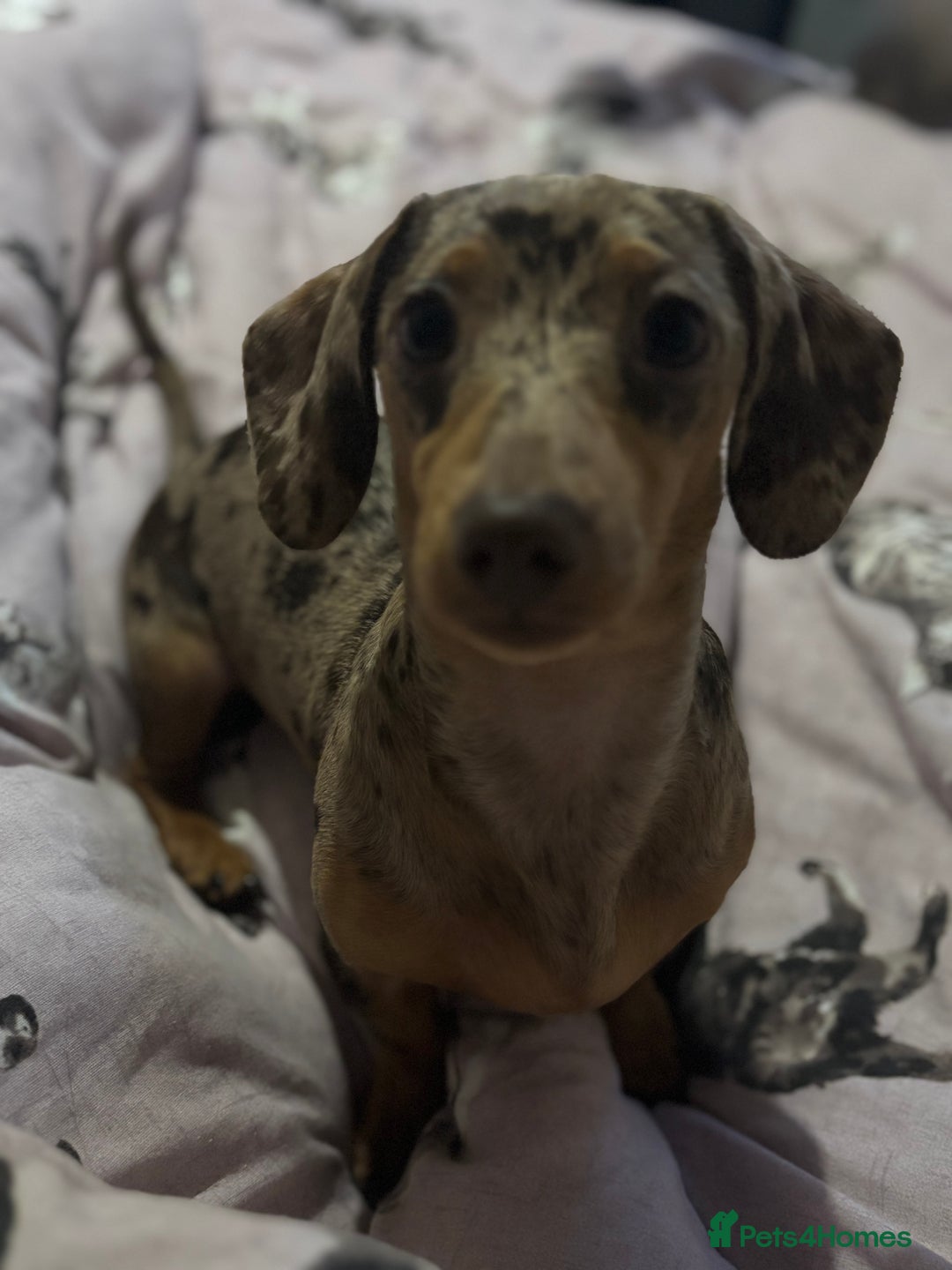 Miniature Dachshund dogs for stud: 🔥 STUD🔥 KC Registered miniature Dachshund Dapple - Advert 3