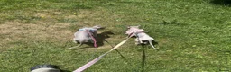 Sphynx cats for sale: Piggy & Cruella 3 year old bonded Sphynx cats  in Chesterfield - Advert 12