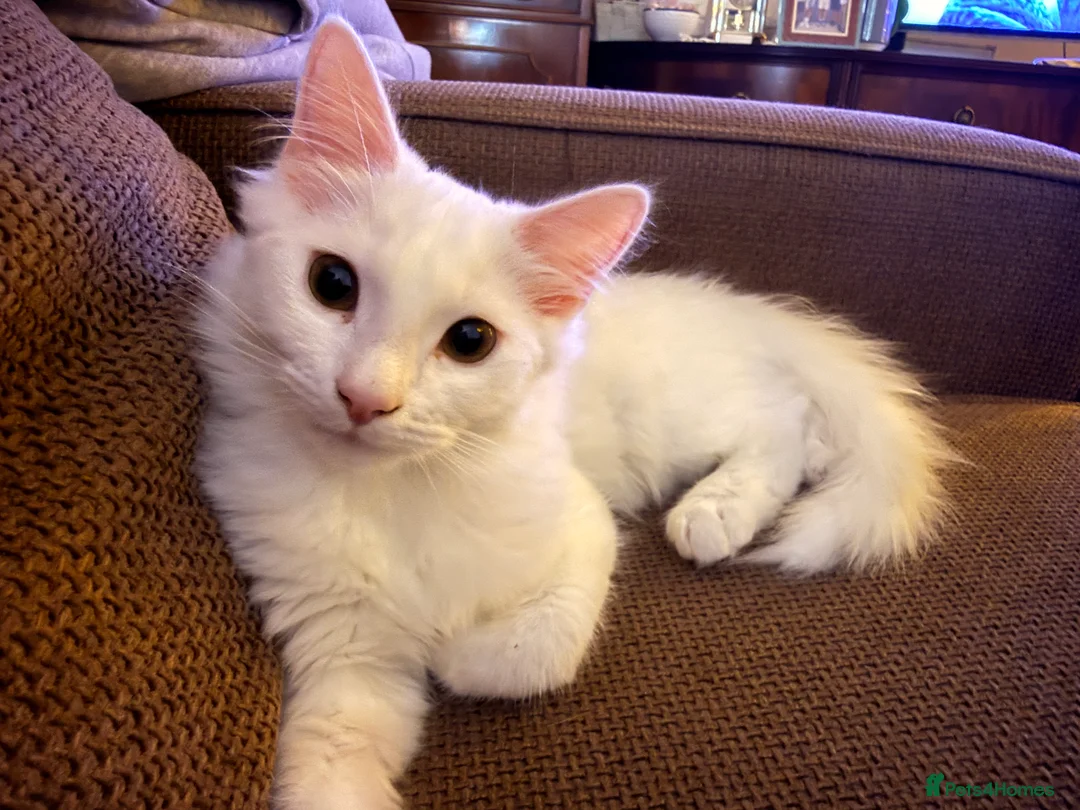 Turkish Angora cats for sale: Snowy- White Turkish Angora - Advert 3