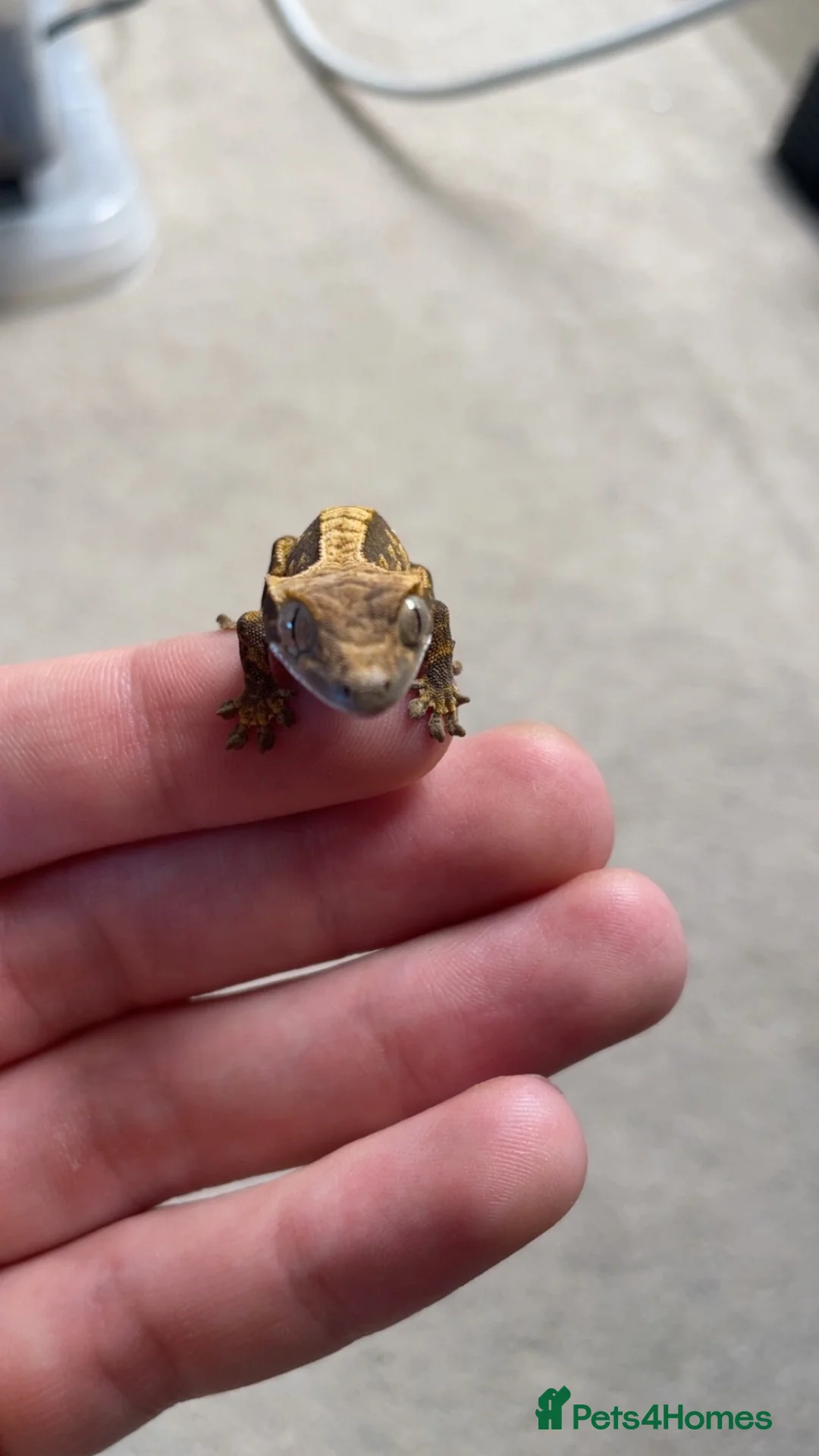 Gecko reptiles for sale: Baby Harley Quinn crested gecko  - Advert 2