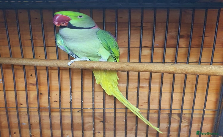 Parrots birds - Advert 11