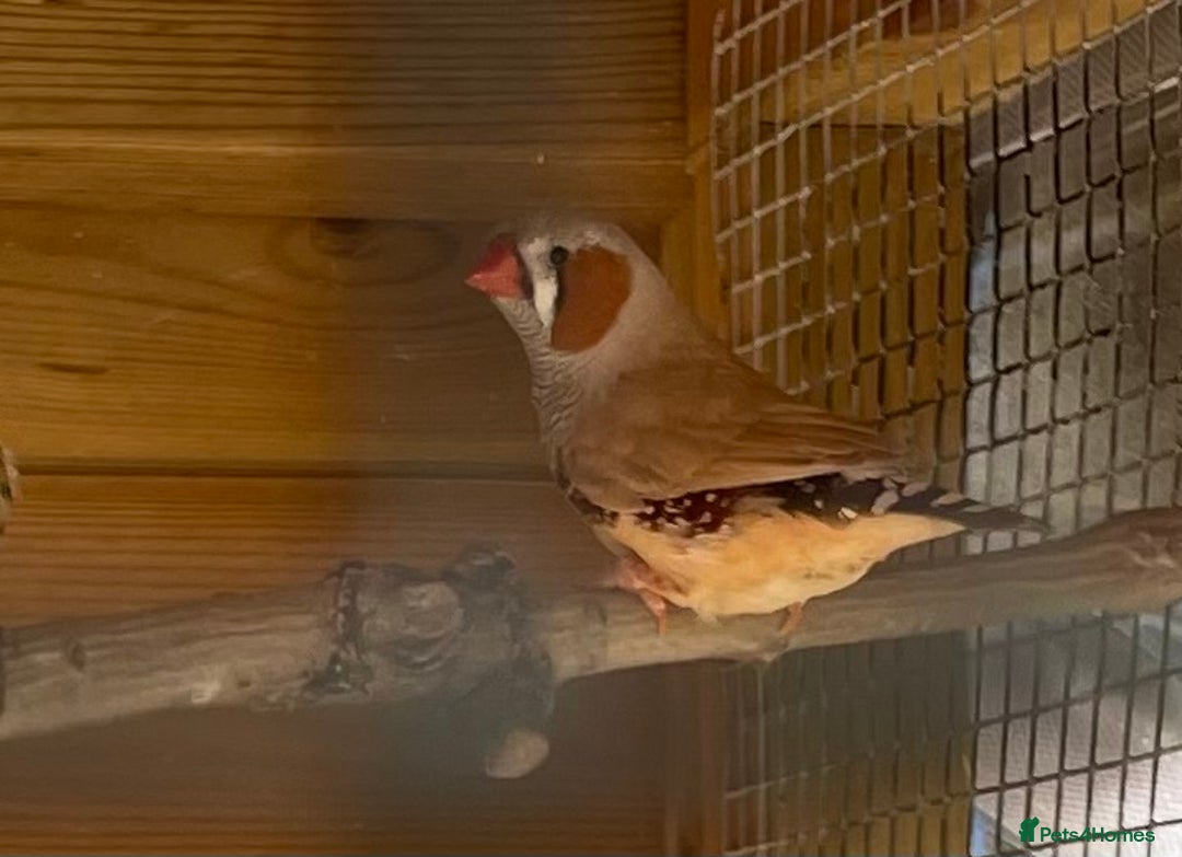 Finches birds for sale: Zebra finches - Image 7