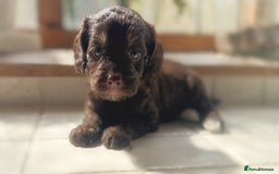 Cockapoo dogs for sale: Stunning Cocka poo puppies  - Image 5