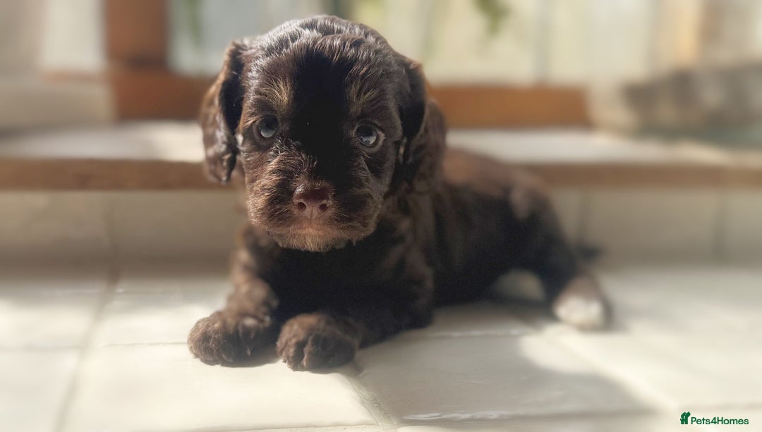 Cockapoo dogs for sale: Stunning Cocka poo puppies  - Image 5