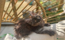 Maine Coon cats for sale: Stunning Black Smoke TiCA kittens  - Image 22