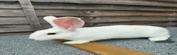 Continental Giant rabbits for sale: 🐰🐰🐰 Continental Giant Rabbits  - Advert 6